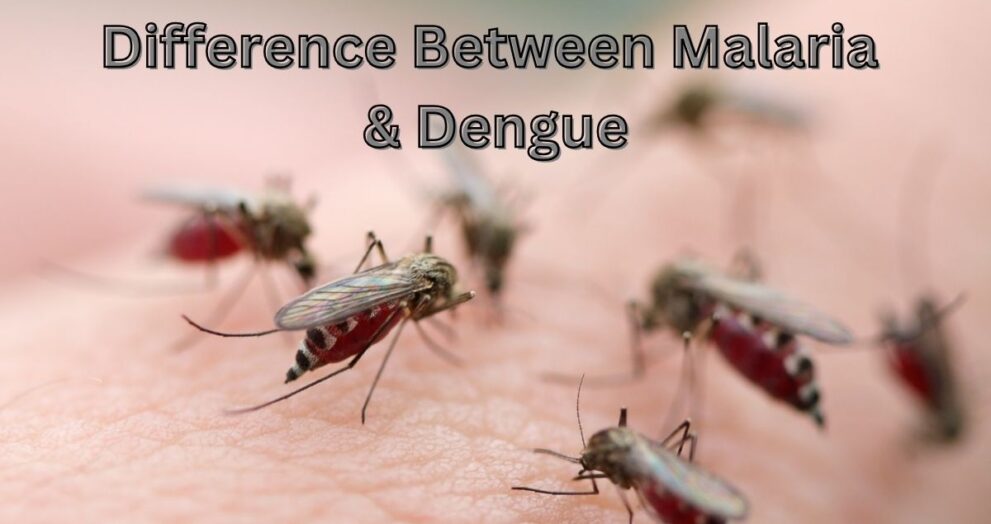 Difference Between Malaria and Dengue