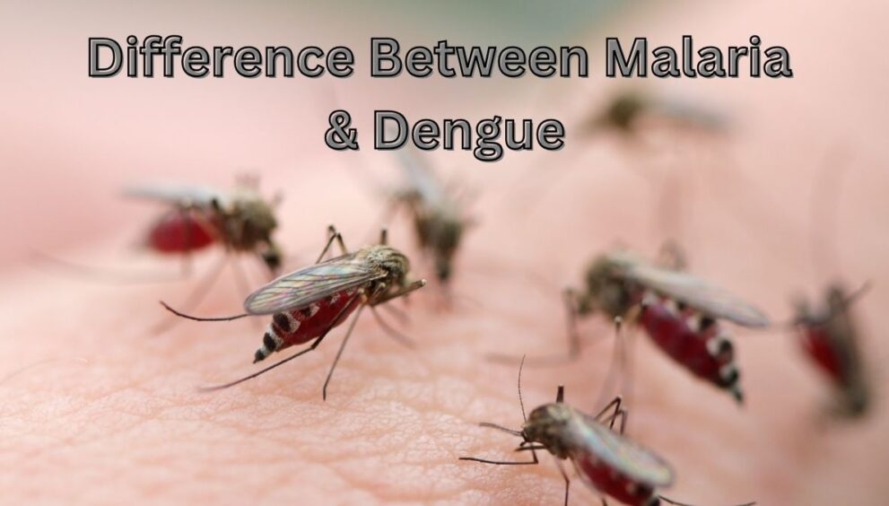 Difference Between Malaria and Dengue