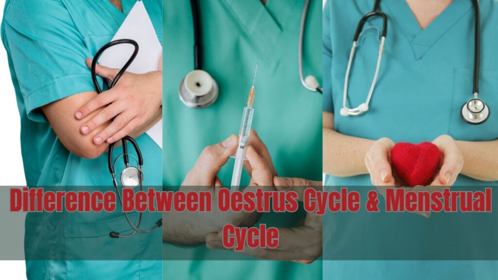 Difference Between Oestrus Cycle and Menstrual Cycle