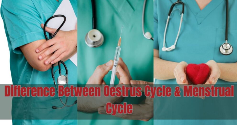 Difference Between Oestrus Cycle and Menstrual Cycle