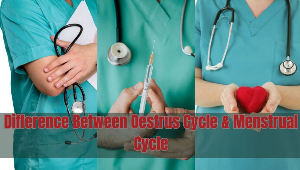 Difference Between Oestrus Cycle and Menstrual Cycle