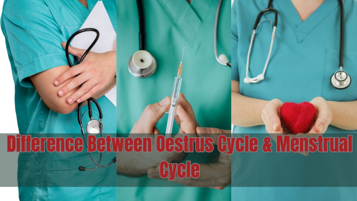 Difference Between Oestrus Cycle and Menstrual Cycle