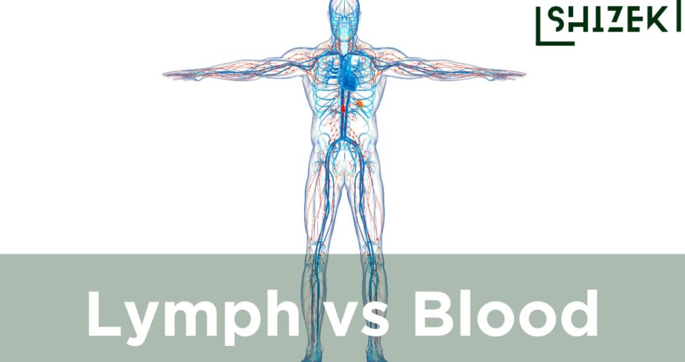 difference between lymph and blood