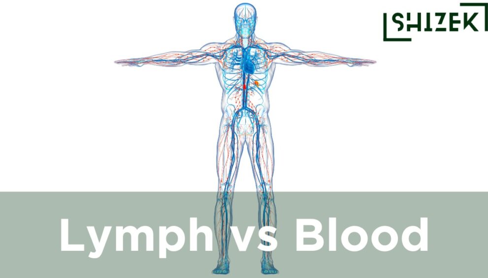 difference between lymph and blood