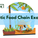 Autotrophic Nutrition Types