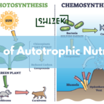 Aquatic Food Chain Example