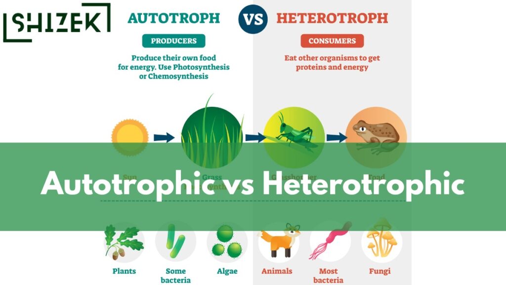 difference between autotrophic and hetereotrophic