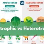 Difference Between Parasite and Saprotroph