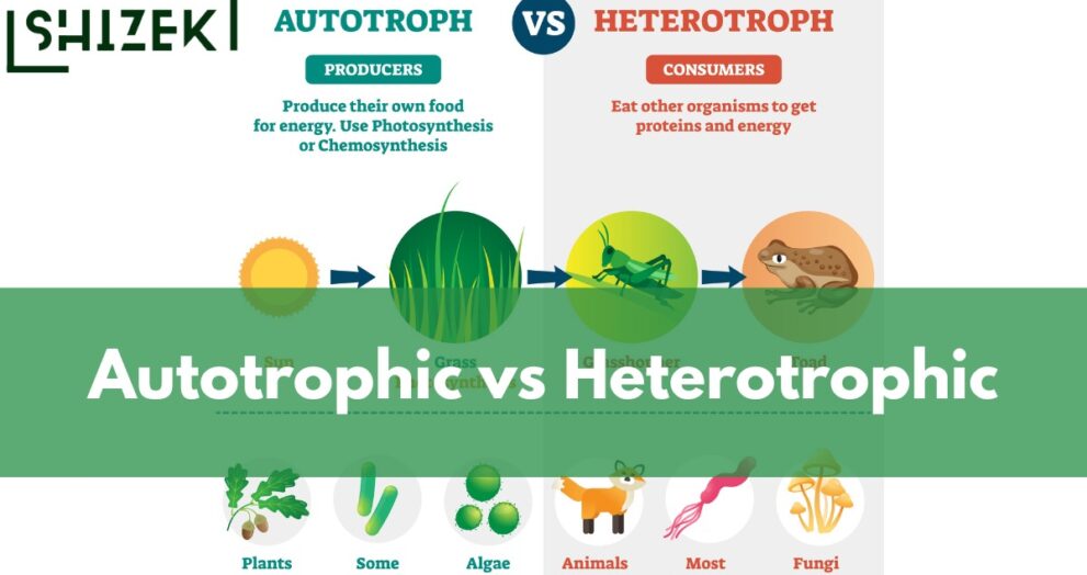 difference between autotrophic and hetereotrophic