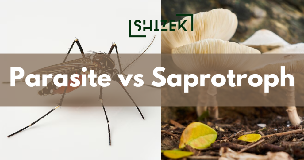 difference between parasite and saprophite