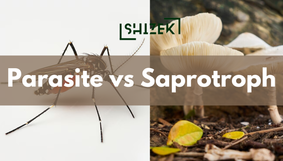 difference between parasite and saprophite