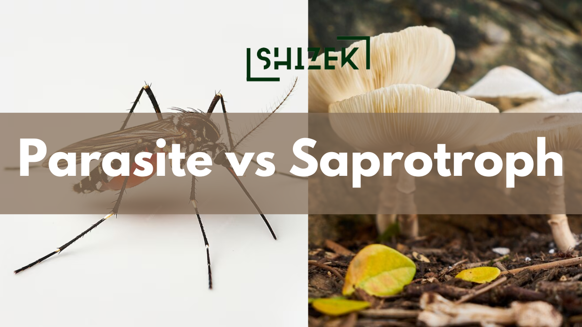 difference between parasite and saprophite