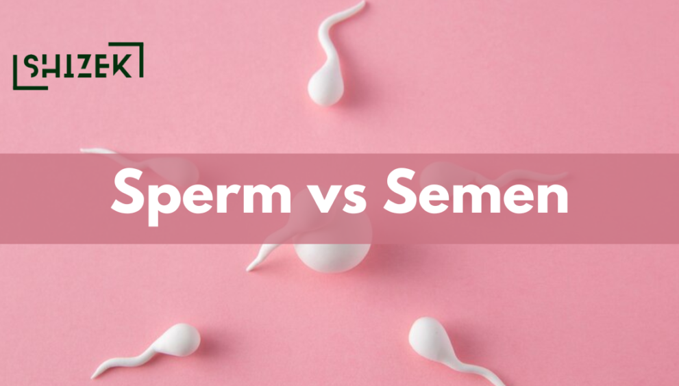 Difference Between Sperm and Semen