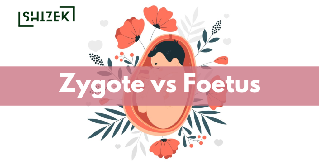 Difference Between Zygote and Foetus