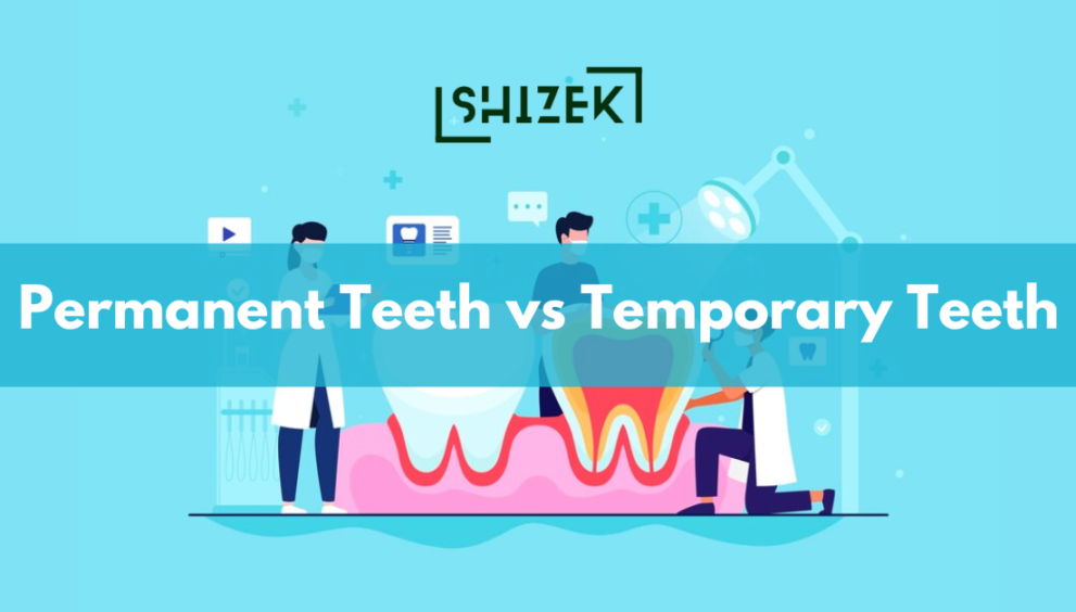 Difference between Permanent Teeth and Temporary Teeth