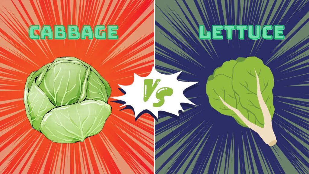 difference between cabbage and lettuce