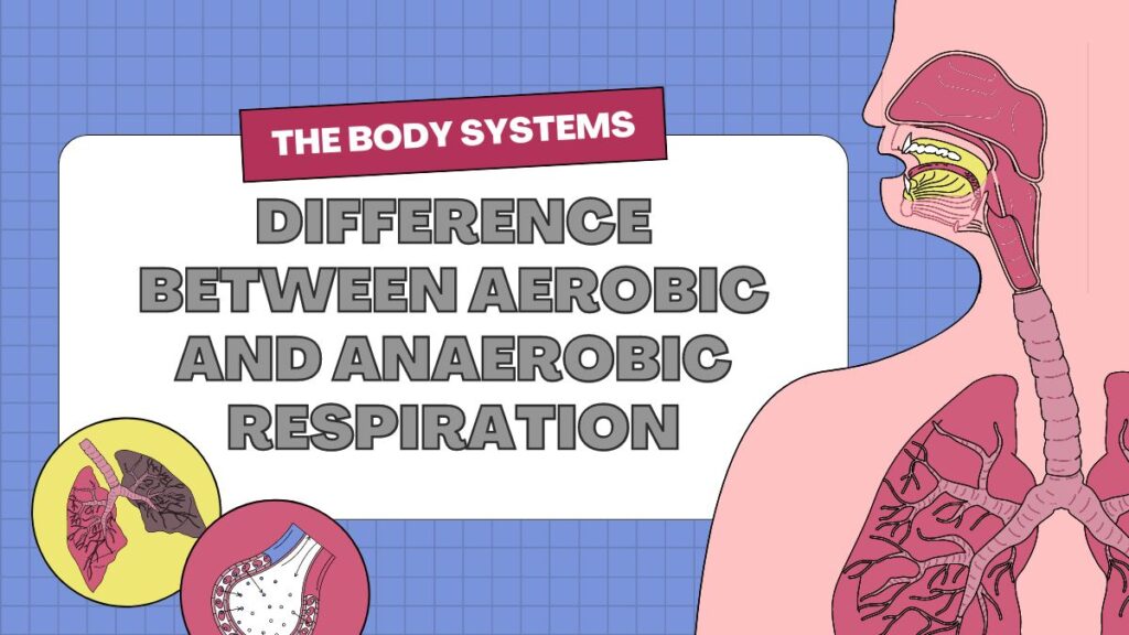 Difference Between Aerobic and Anaerobic Respiration