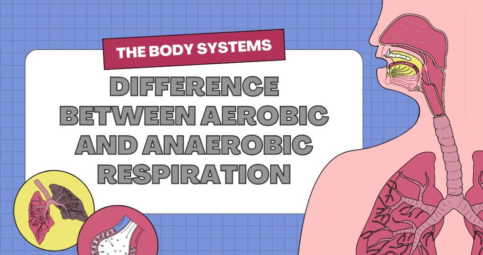 Difference Between Aerobic and Anaerobic Respiration