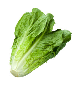 Fresh bunch of romaine lettuce 